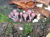 Mycena haematopus 2, Grote bloedsteelmycena, Saxifraga-Peter Meininger