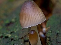 Grote bloedsteelmycena  Grote bloedsteelmycena op eikenstronk : Mycena haematopus