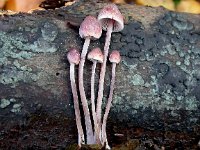 Mycena haematopus 4, Grote bloedsteelmycena, Saxifraga-Peter Meininger