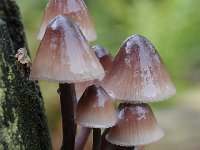 Mycena haematopus 5, Grote bloedsteelmycena, Saxifraga-Luuk Vermeer