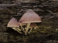 Mycena haematopus 7, Grote bloedsteelmycena, Saxifraga-Willem van Kruijsbergen