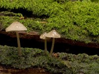 fraaisteelmycena  fraaisteelmycena in Speulderbos : Mycena inclinata