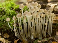 fraaisteelmycena  fraaisteelmycena in Speulderbos