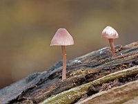 Fraaisteelmycena  Fraaisteelmycena in het Speulderbos : Mycena inclinata