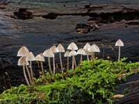 fraaisteelmycena  fraaisteelmycena in Speulderbos : Mycena inclinata