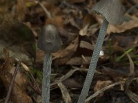 Mycena polygramma 2, Streepsteelmycena, Saxifraga-Willem van Kruijsbergen