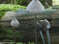 Mycena polygramma 3, Streepsteelmycena, Saxifraga-Willem van Kruijsbergen