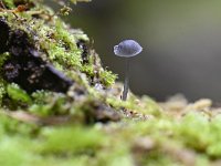 Mycena pseudocorticola 2, Blauwgrijze schorsmycena, Saxifraga-Luuk Vermeer