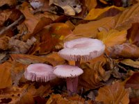 gewoonelfenschermje  gewoonelfenschermpje Hekenbroek : Mycena pura