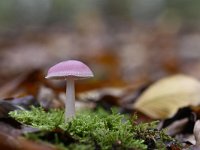 Mycena rosea 4, Heksenschermpje, Saxifraga-Luuk Vermeer