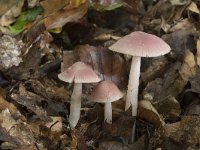 Mycena rosea 7, Heksenschermpje, Saxifraga-Willem van Kruijsbergen