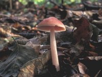 Mycena rosea 1, Heksenschermpje, Saxifraga-Jan van der Straten