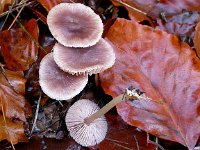 Mycena rosea 2, Heksenschermpje, Saxifraga-Peter Meininger