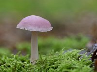 Mycena rosea 5, Heksenschermpje, Saxifraga-Luuk Vermeer