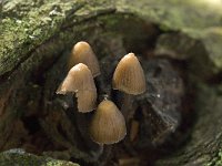 Mycena stipata 2, Bundelchloormycena, Saxifraga-Jan van der Straaten