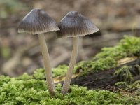 Mycena stipata 5, Bundelchloormycena, Saxifraga-Willem van Kruijsbergen