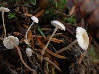 Mycena stylobates 1, Schijfsteelmycena, Saxifraga-Marijke Verhagen