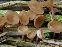 Myriosclerotinia curreyana 4, Russeknolkelkje, Saxifraga-Lucien Rommelaars