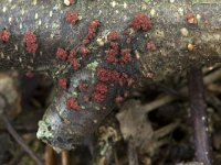 Nectria cinnabarina, Coral Spot