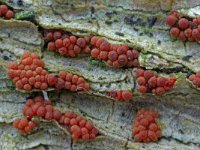 Nectria sinopica 2, Groot klimopmeniezwammetje, Saxifraga-Lucien Rommelaars