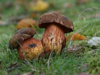 Neoboletus erythropus 4, Gewone heksenboleet, Saxifraga-Luuk Vermeer