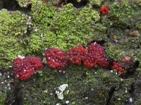 Neonectria coccinea 3, Bloedrood meniezwammetje, Saxifraga-Luuk Vermeer