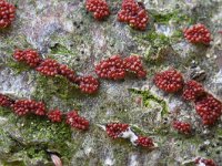 Neonectria coccinea 6, Bloedrood meniezwammetje, Saxifraga-Luuk Vermeer