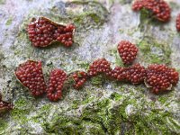 Neonectria coccinea 7, Bloedrood meniezwammetje, Saxifraga-Luuk Vermeer