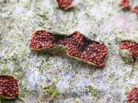 Neonectria coccinea 8, Bloedrood meniezwammetje, Saxifraga-Luuk Vermeer