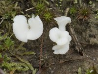 Omphalina mutila 2, Wit heidetrechtertje, Saxifraga-Willem van Kruijsbergen