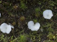 Omphalina mutila 3, Wit heidetrechtertje, Saxifraga-Willem van Kruijsbergen