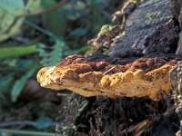 Osmoporus odoratus 3, Korianderzwam, Saxifraga-Jan de Laat