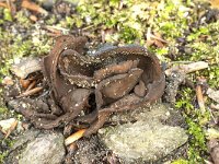 Otidea bufonia 5, Donker hazenoor, Saxifraga-Luuk Vermeer