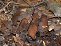 Otidea bufonia 8, Donkere hazenoor, Saxifraga-Foto Fitis-Sytske Dijksen