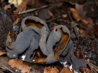 Otidea bufonia 9, Donkere hazenoor, Saxifraga-Foto Fitis-Sytske Dijksen