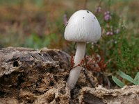 Panaeolus semiovatus 4, Geringde vlekplaat, Saxifraga-Tom Heijnen