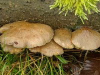 Panellus serotinus 5, Groene schelpzwam, Saxifraga-Lucien Rommelaars