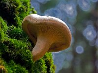 Paxillus involutus 4, Gewone krulzoom, Saxifraga-Rik Kruit