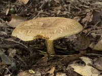 Paxillus involutus 5, Gewone krulzoom, Saxifraga-Willem van Kruijsbergen