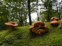 Phaeolepiota aurea 2, Goudhoed, Saxifraga-Luuk Vermeer