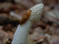 Phallus impudicus 13, Grote stinkzwam, Saxifraga-Luuk Vermeer