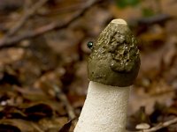 grote stinkzwam  grote stinkzwam in Speulderbos : Phallus impudicus