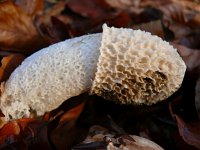 Phallus impudicus 35, Grote stinkzwam, Saxifraga-Tom Heijnen