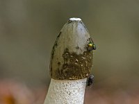 Grote stinkzwam in Speulderbos  Grote stinkzwam in Speulderbos : Phallus impudicus