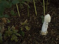 Phallus impudicus 6, Grote stinkzwam, Saxifraga- Jan van der Straaten