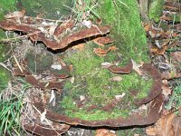 Phellinus torulosus 2, Viltige vuurzwam, Saxifraga-Jan Willem Jongepier