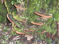 Phellinus torulosus 4, Viltige vuurzwam, Saxifraga-Jan Willem Jongepier