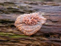 Phlebia radiata 3, Oranje aderzwam, Saxifraga-Peter Meininger