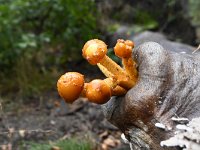 Pholiota adiposa 7, Goudvliesbundelzwam, Saxifraga-Luuk Vermeer