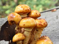 Pholiota adiposa 8, Goudvliesbundelzwam, Saxifraga-Luuk Vermeer